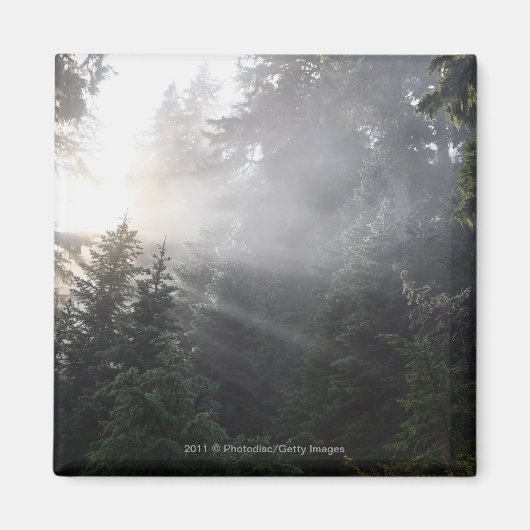 Fog & Sun Beams in einem Wald in Washington Magnet (Vorne)