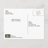 Foggie Bäume am Tisch Postkarte (Rückseite)