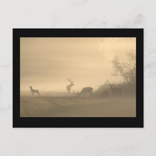 Foggy Elk Family Postkarte (Vorderseite)