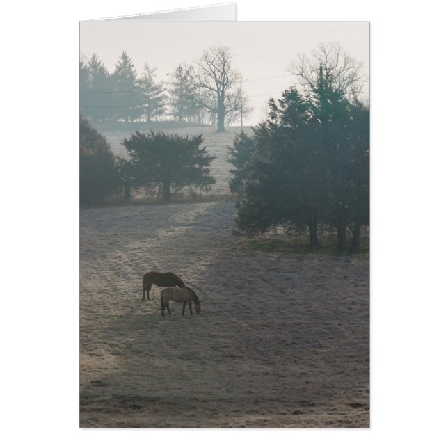 Foggy Grazing (Vorne)