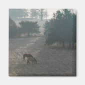 Foggy Grazing Magnet (Vorne)