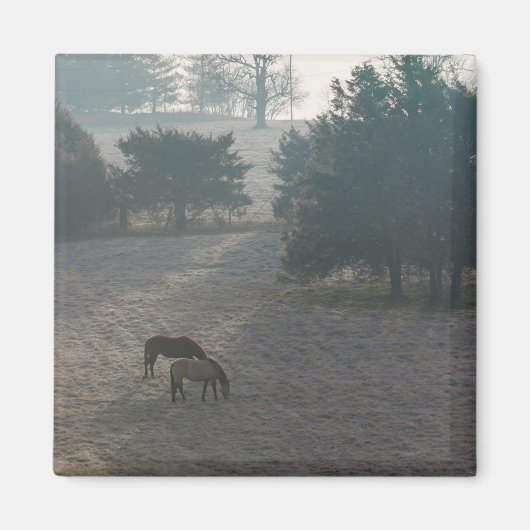 Foggy Grazing Magnet (Vorne)