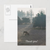 Foggy Grazing Postkarte (Vorne/Hinten)