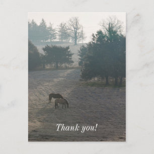 Foggy Grazing Postkarte