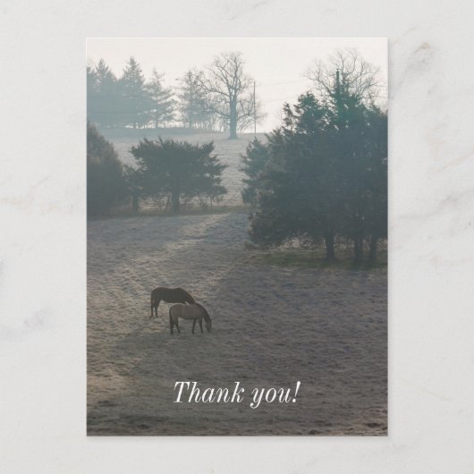 Foggy Grazing Postkarte (Vorderseite)