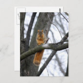 Foggy Morning Eichhörrel Postkarte (Vorne/Hinten)