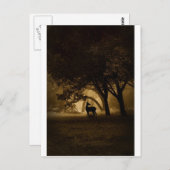 Foggy Morning Postkarte (Vorne/Hinten)