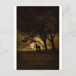 Foggy Morning Postkarte