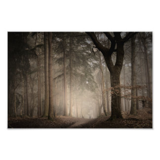 Foggy Morning Rushmere Country Park (0851) Fotodruck