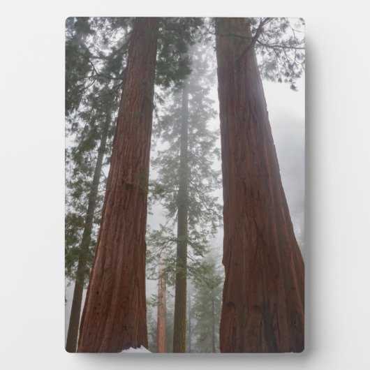 Foggy Morning & Spring Snow unter Riesenreihenfolg Fotoplatte (Vorderseite)