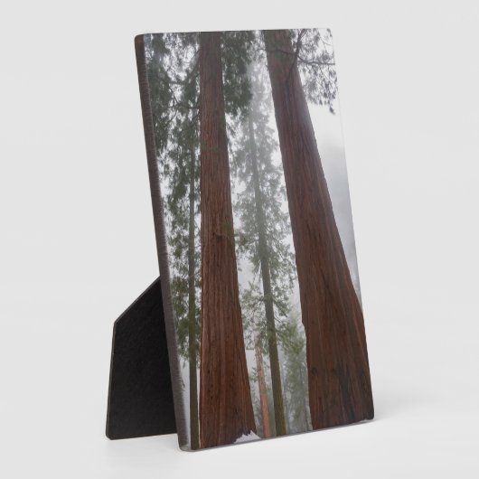 Foggy Morning & Spring Snow unter Riesenreihenfolg Fotoplatte (Seite)