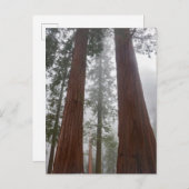 Foggy Morning & Spring Snow unter Riesenreihenfolg Postkarte (Vorne/Hinten)