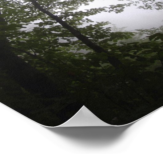 Foggy Pacific Dogwoods Forest Poster (Ecke)