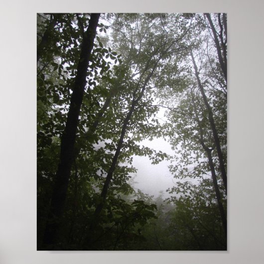 Foggy Pacific Dogwoods Forest Poster (Vorne)