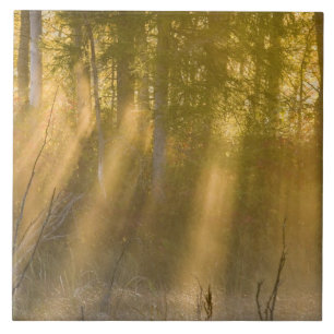 Foggy Sonnenaufgang Tamarac NWR bei der Burg von D Fliese