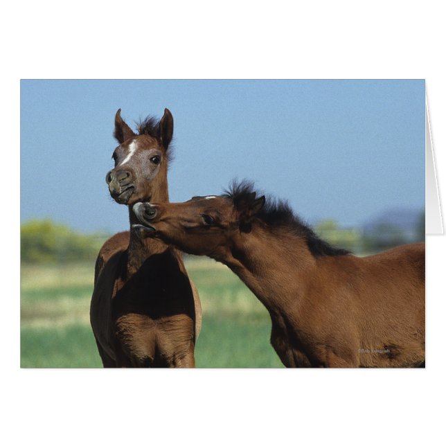 Fohlen 2 (Vorderseite (Horizontal))