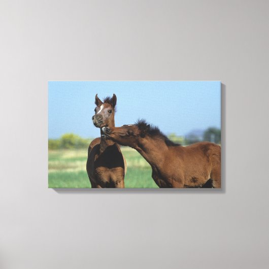 Fohlen 2 leinwanddruck (Vorderseite)