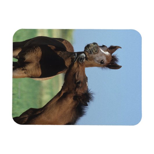 Fohlen 2 magnet (Horizontal)