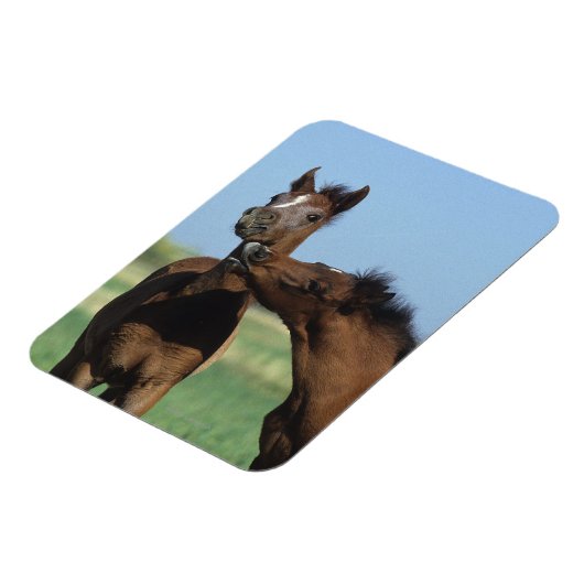 Fohlen 2 magnet (Linke Seite)