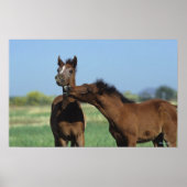 Fohlen 2 poster (Vorne)