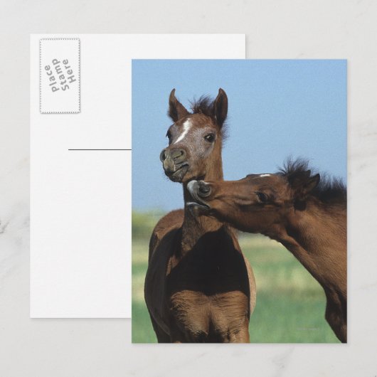 Fohlen 2 postkarte (Vorne/Hinten)