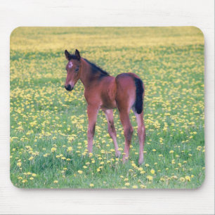 Fohlen auf Löwenzahnfeld Mousepad