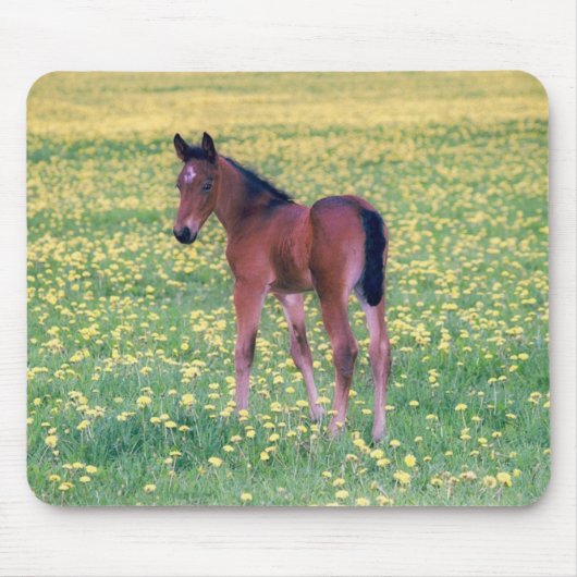 Fohlen auf Löwenzahnfeld Mousepad (Vorne)
