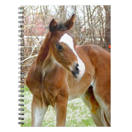 FOHLEN-BABY-PONY des PFERD2cute Notizblock (Vorderseite)