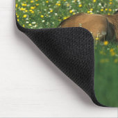 Fohlen, das in den Blumen niederlegt Mousepad (Ecke)