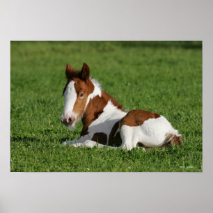 Fohlen, das in Gras legt Poster