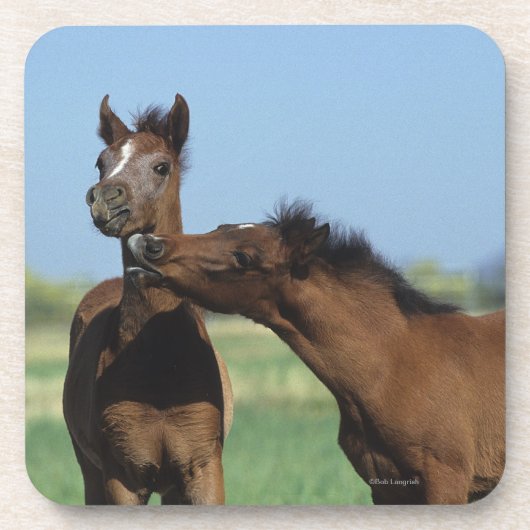 Fohlen, die 2 spielen getränkeuntersetzer (Vorderseite)