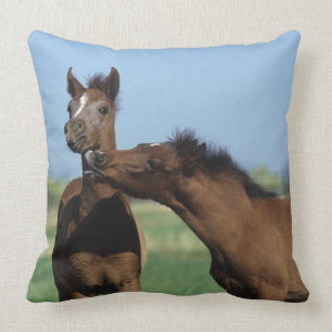 Fohlen, die 2 spielen kissen