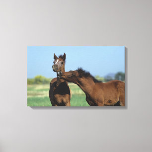 Fohlen, die 2 spielen leinwanddruck