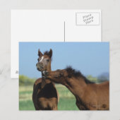 Fohlen, die 2 spielen postkarte (Vorne/Hinten)