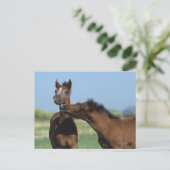 Fohlen, die 2 spielen postkarte (Stehend Vorderseite)