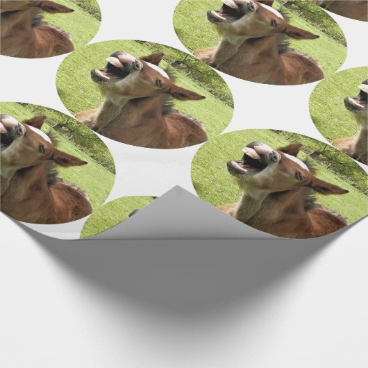 FOHLEN GESCHENKPAPIER (Ecke)