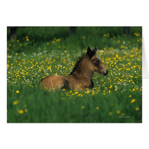 Fohlen in Blume
