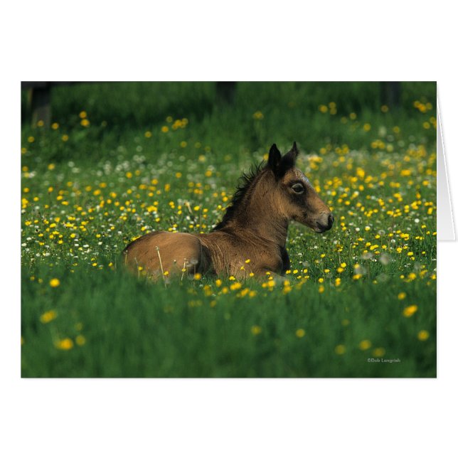 Fohlen in Blume (Vorderseite (Horizontal))