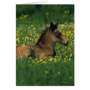 Fohlen in Blume