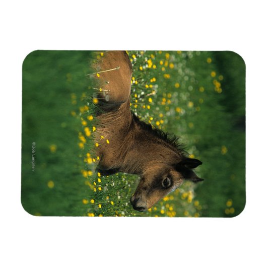 Fohlen in Blume Magnet (Horizontal)