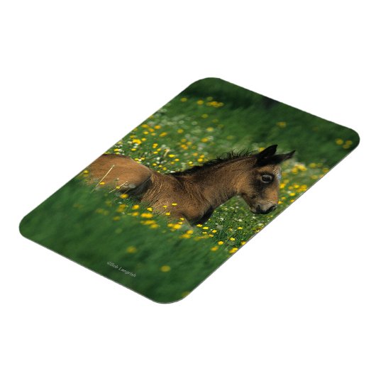 Fohlen in Blume Magnet (Linke Seite)