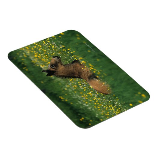 Fohlen in Blume Magnet (Rechte Seite)