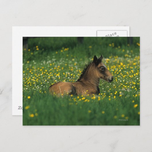 Fohlen in Blume Postkarte (Vorne/Hinten)