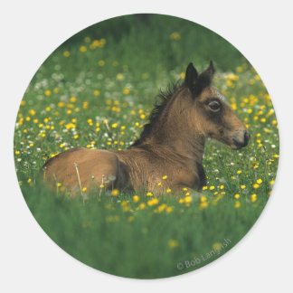 Fohlen in Blume Runder Aufkleber