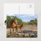 Fohlen lernt Balance Postkarte (Vorne/Hinten)