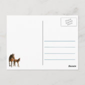 Fohlen lernt Balance Postkarte (Rückseite)
