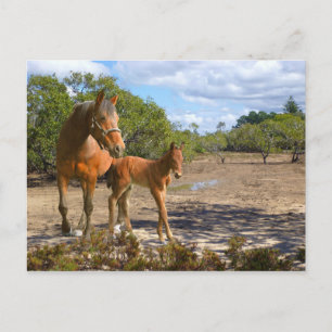 Fohlen lernt Balance Postkarte