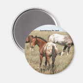 Fohlen Magnet (Vorderseite/Rückseite)