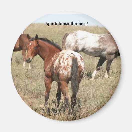 Fohlen Magnet (Vorne)