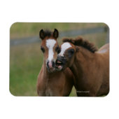 Fohlen Magnet (Horizontal)